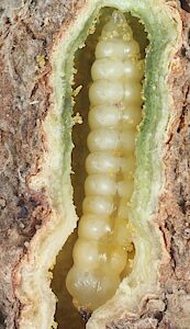 Ethonion cf. reichei Mallee, PL3639A, larva, (pre-ecdysal and possibly prepupal) within dissected root crown gall of Dillwynia sparsifolia (PJL 3087), EP, 9.0 × 1.6 mm